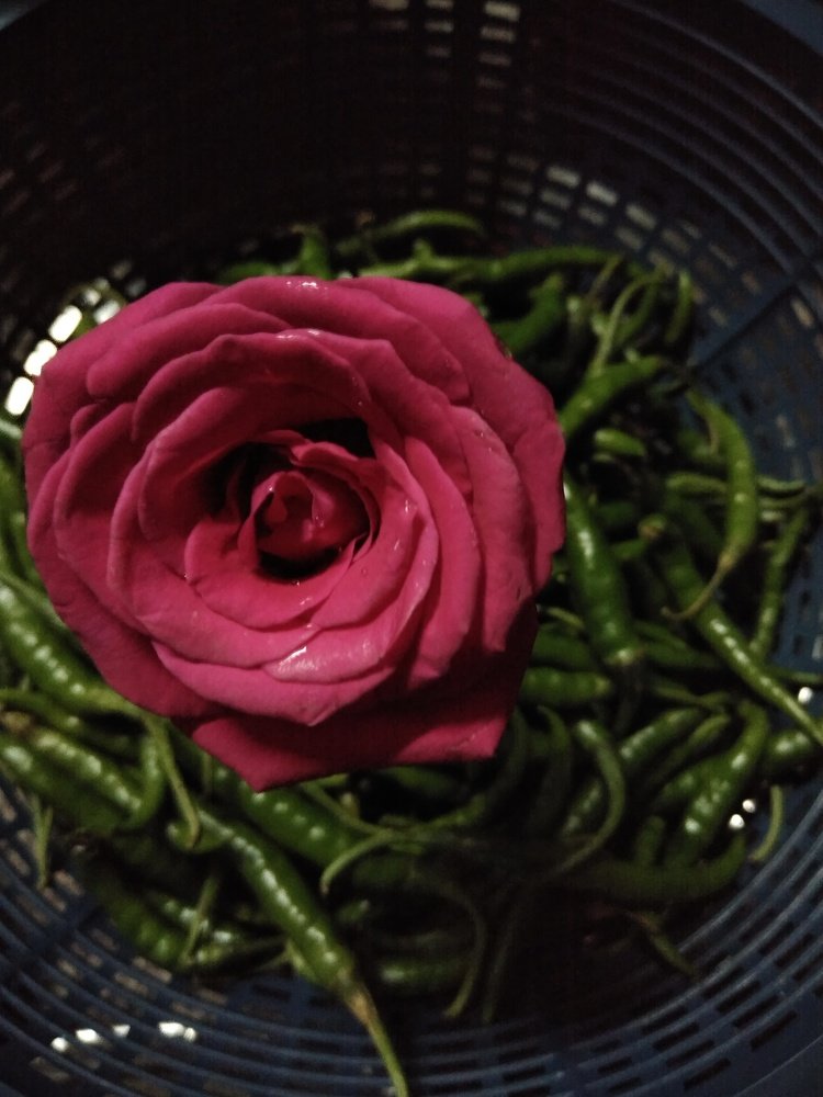 flourishing answer to their envious eyes