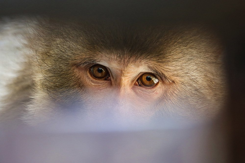 Photograph by  Reza Hazrati