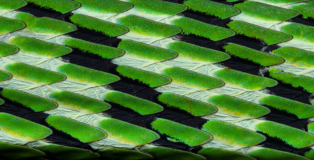 SCALES OF A GREEN VINE SNAKE