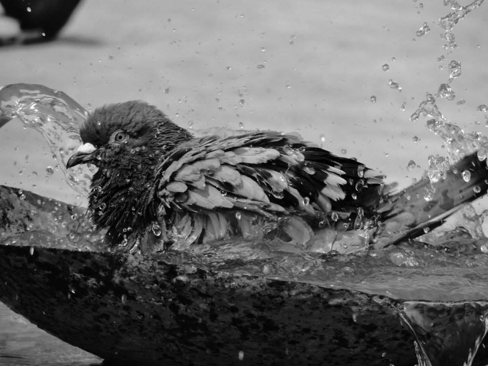 Photograph by Zunayed Hossain