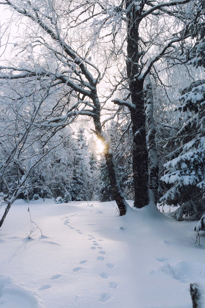 Следы невиданных зверей...