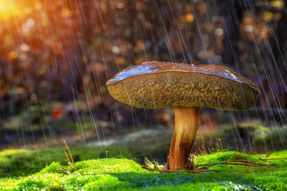 Фотография автора Михайло Павленко