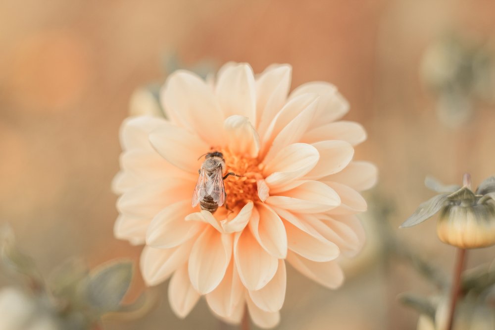 Photograph by Полина Каменкова