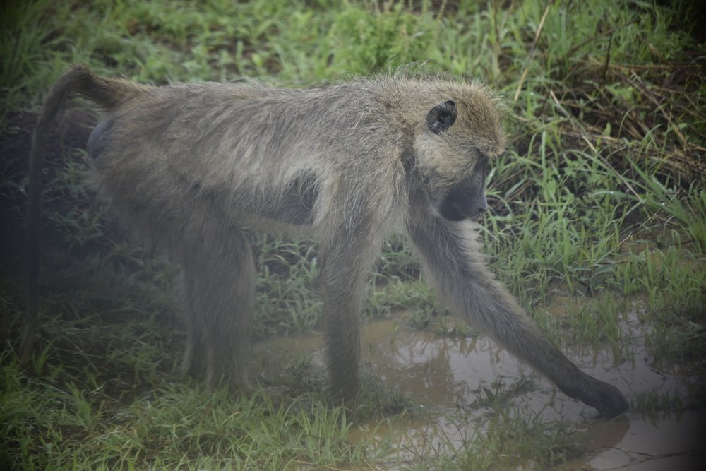 Photograph by Lucia Mwashala