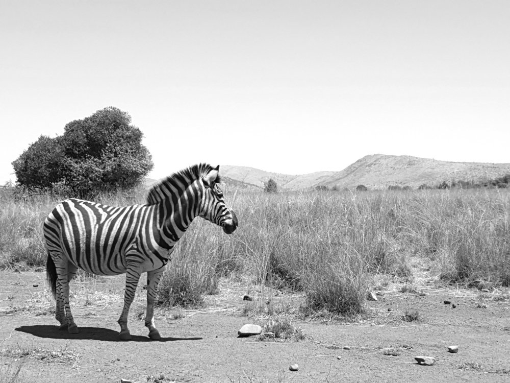 Photograph by Hayley van de Moortele