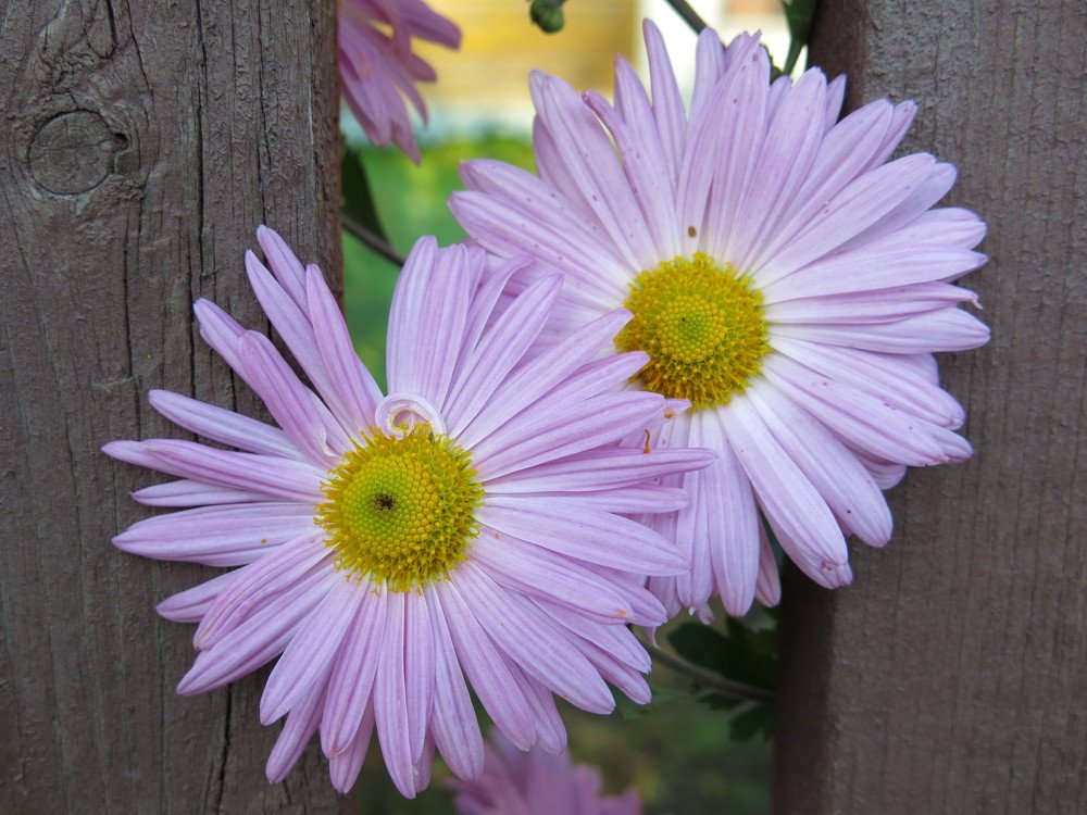 Photograph by ЭЛЬМИРА  ИСМАИЛОВА