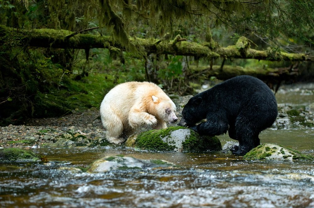 Black & white. Битва за лосось