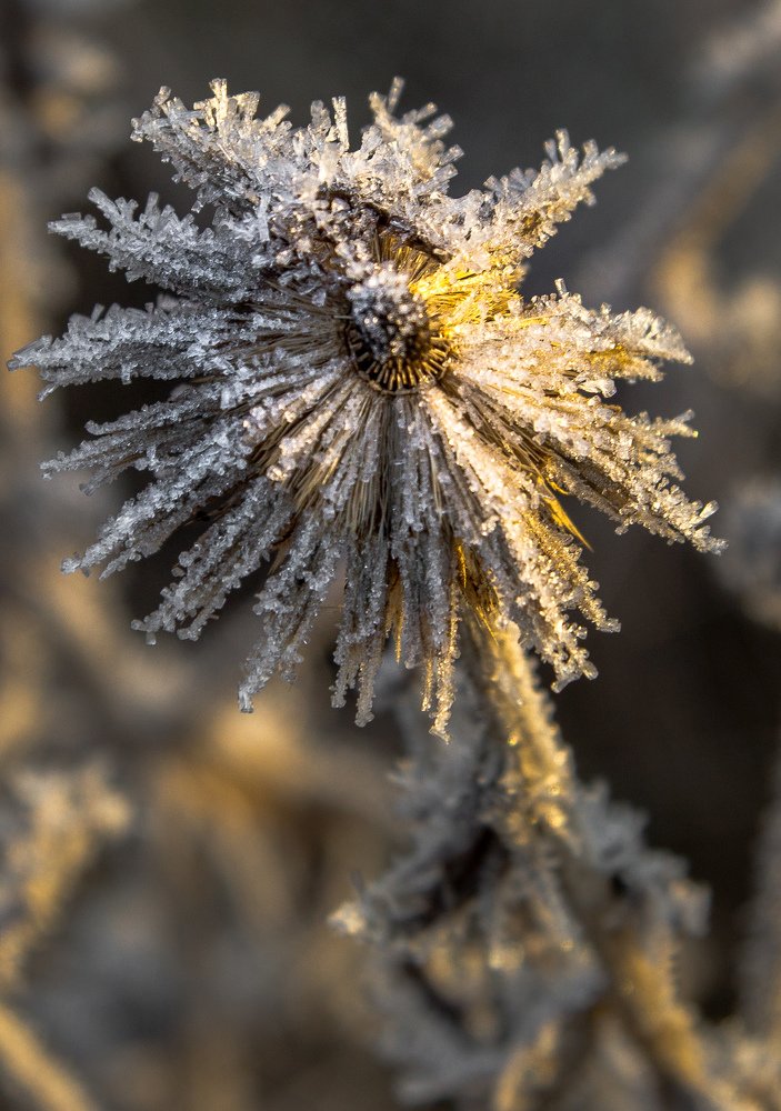 Photograph by Елена Гольдебаева