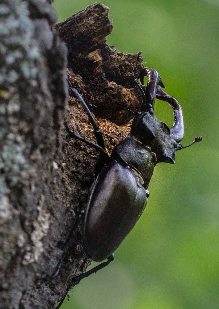 Photograph by Елена Гольдебаева