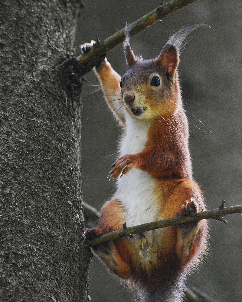 Фотография автора Сергей Суворов