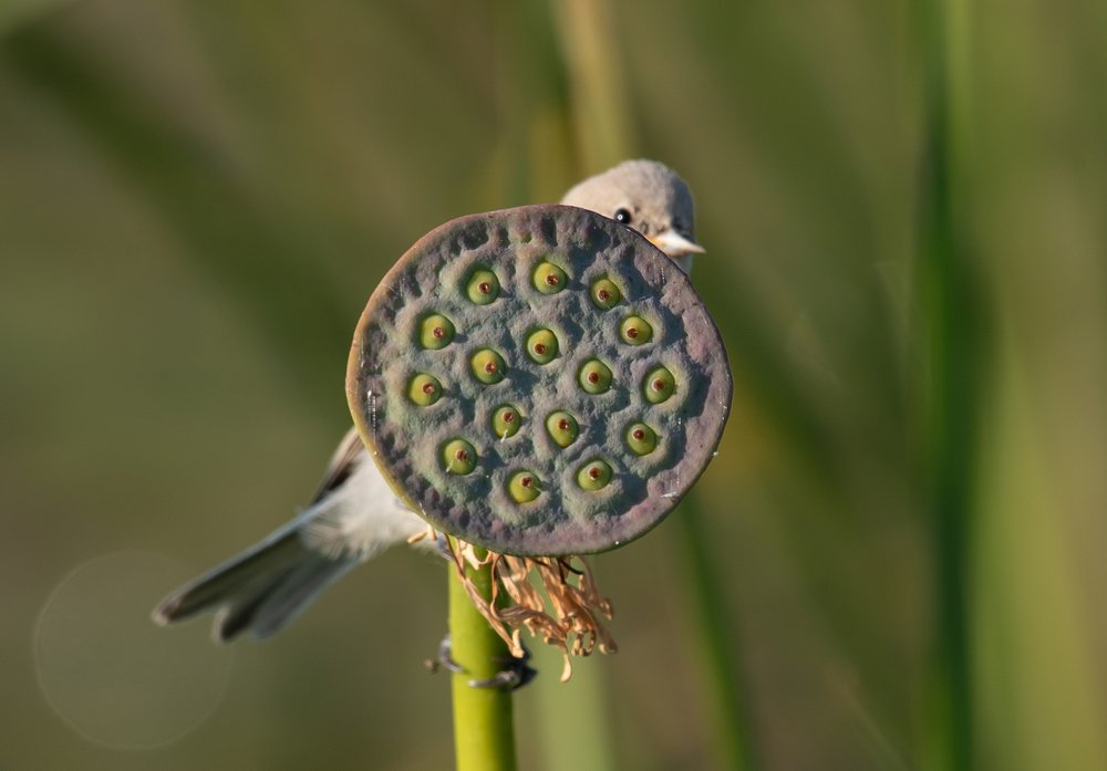 Обыкновенный ремез.