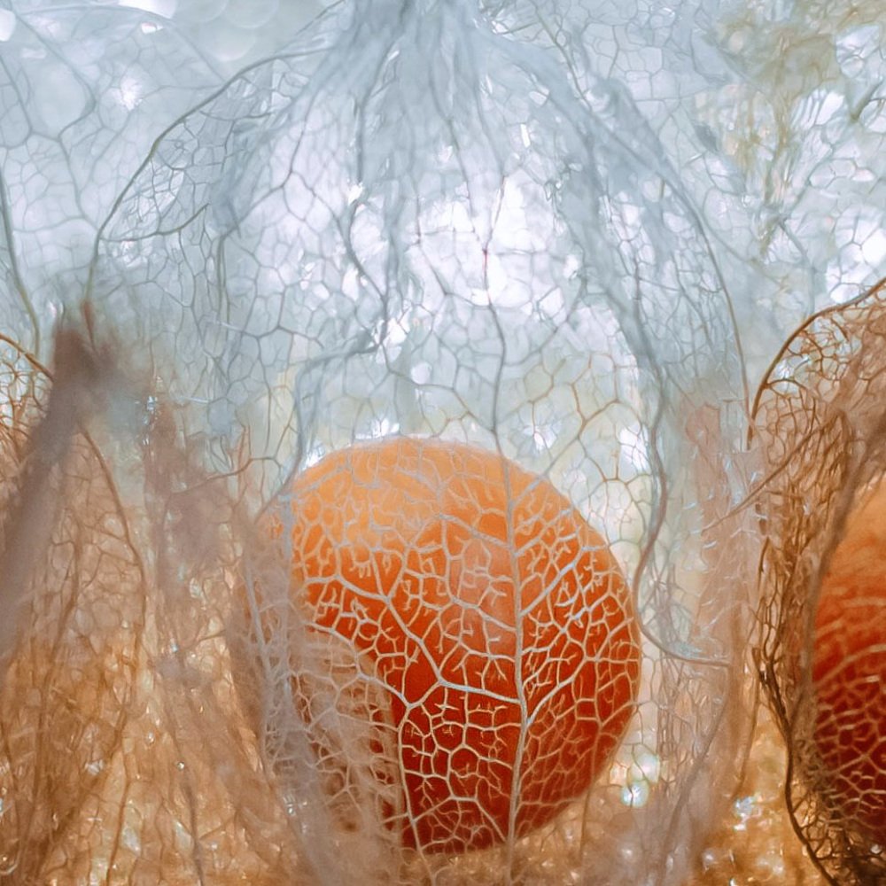 Photograph by Елена Мирзоева