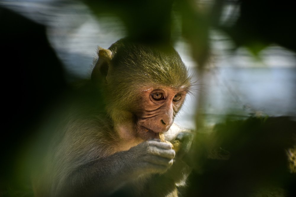Photograph by Kartikeyan Sharma