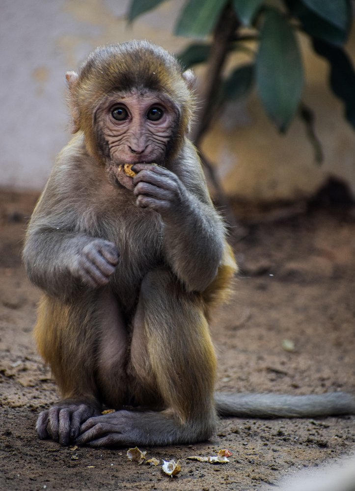 Photograph by Kartikeyan Sharma