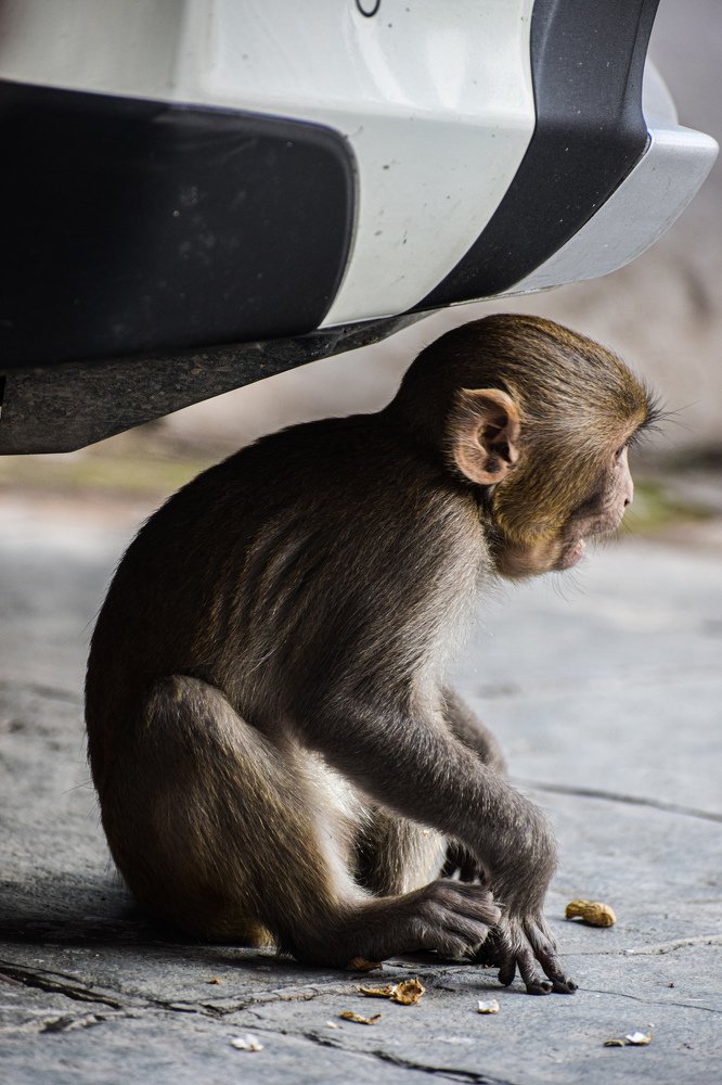 Photograph by Kartikeyan Sharma