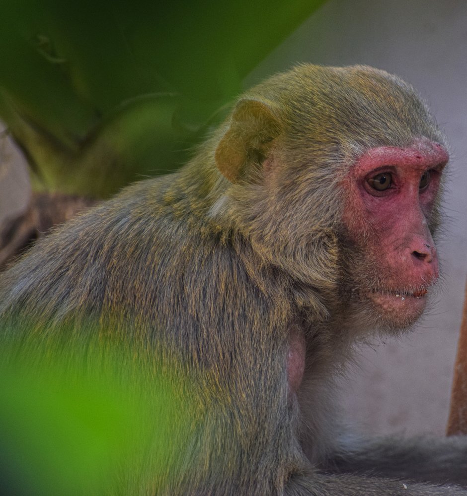 Photograph by Kartikeyan Sharma