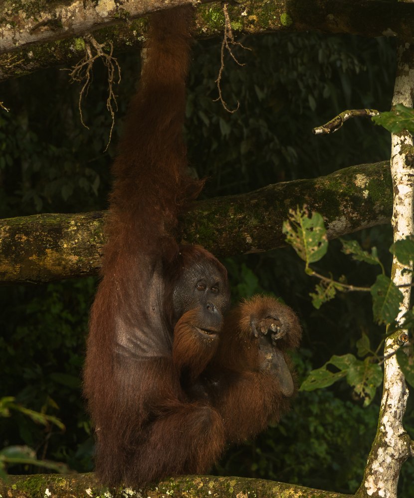Male Orangutan in Borneo Malaysia