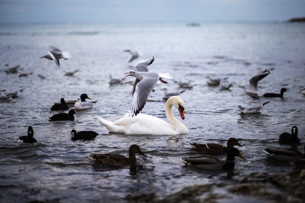 Photograph by Vladimir Soroka