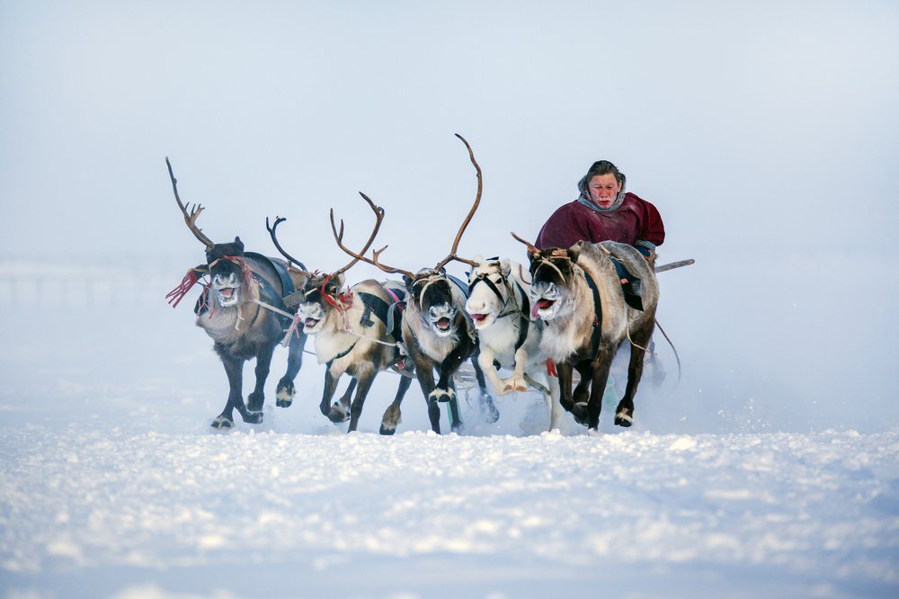Оленьи бега, финиш.