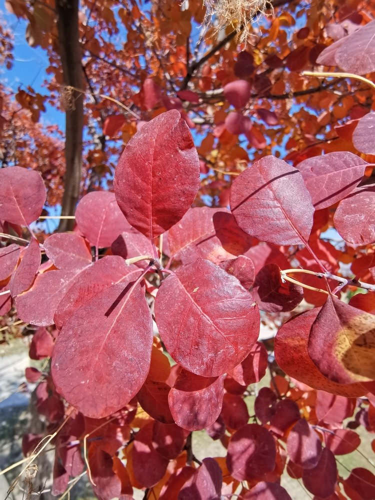 خريف جبال كورك.. اربيل