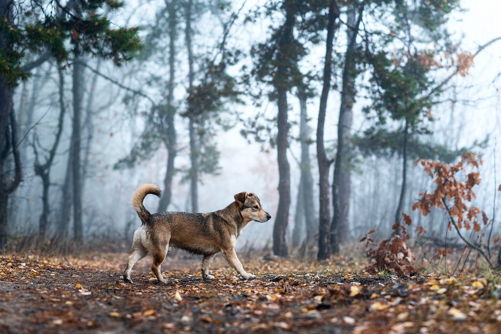 Photograph by Евгений Крутиков