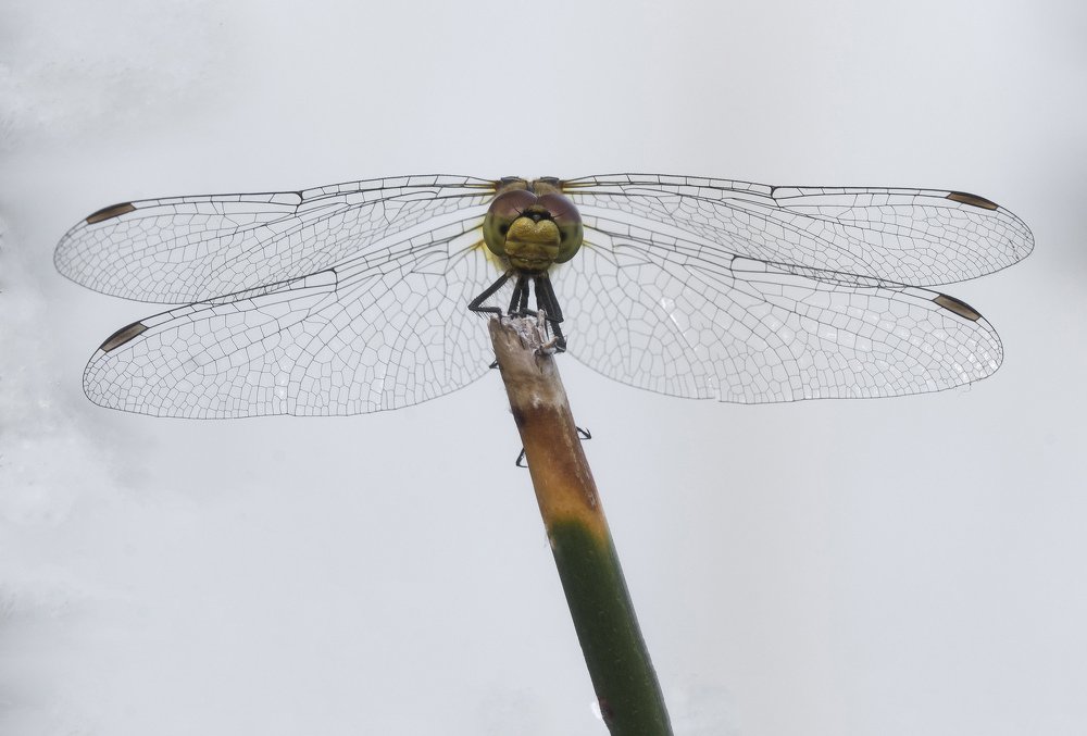 Фотография автора Coxika Chovan