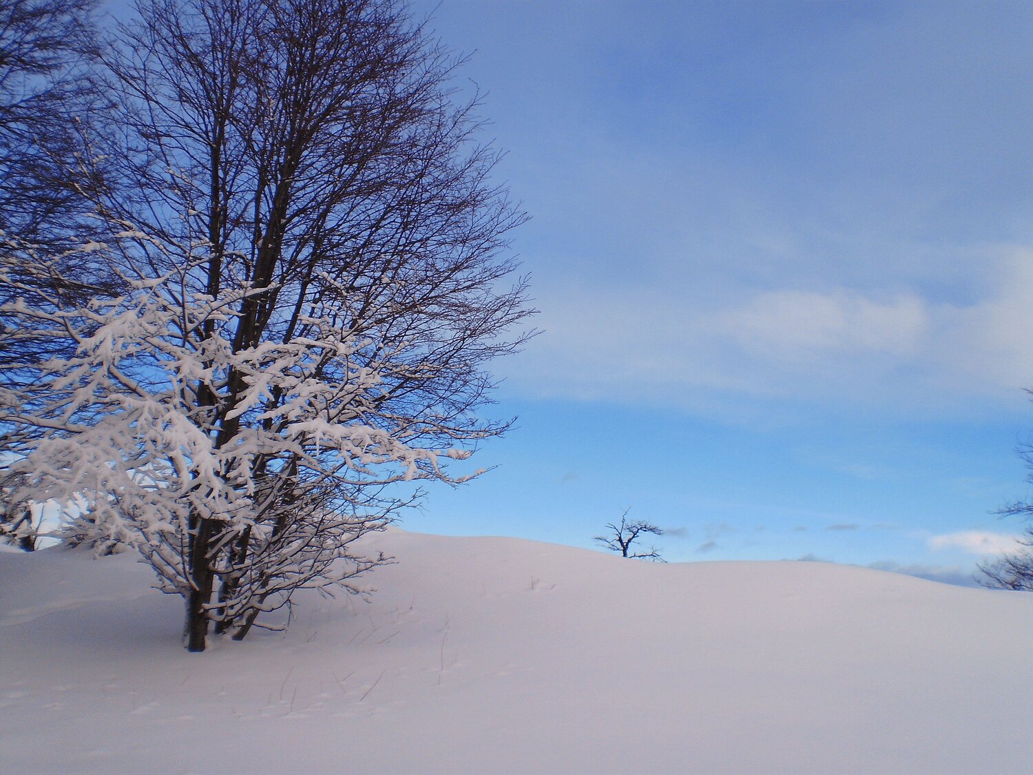 Photo #4183610