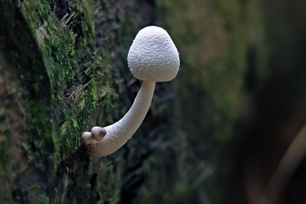 Mushroom