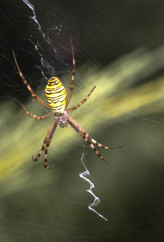 Фотография автора Coxika Chovan