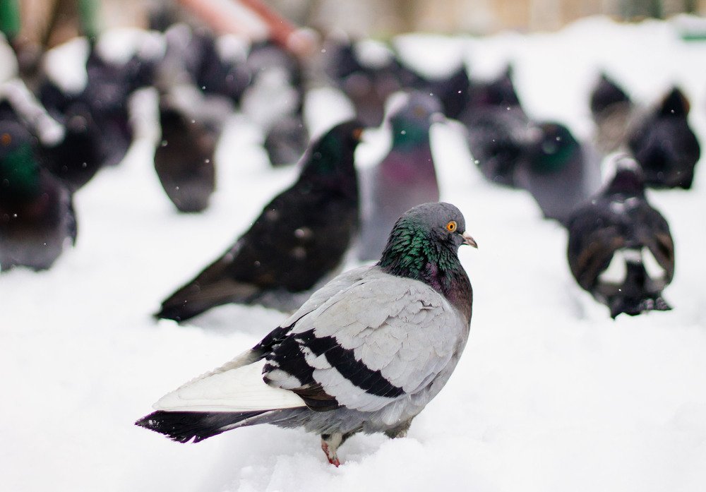 a stranger among his own