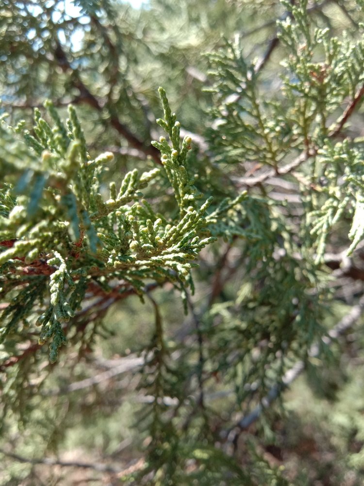 Photo #4183727