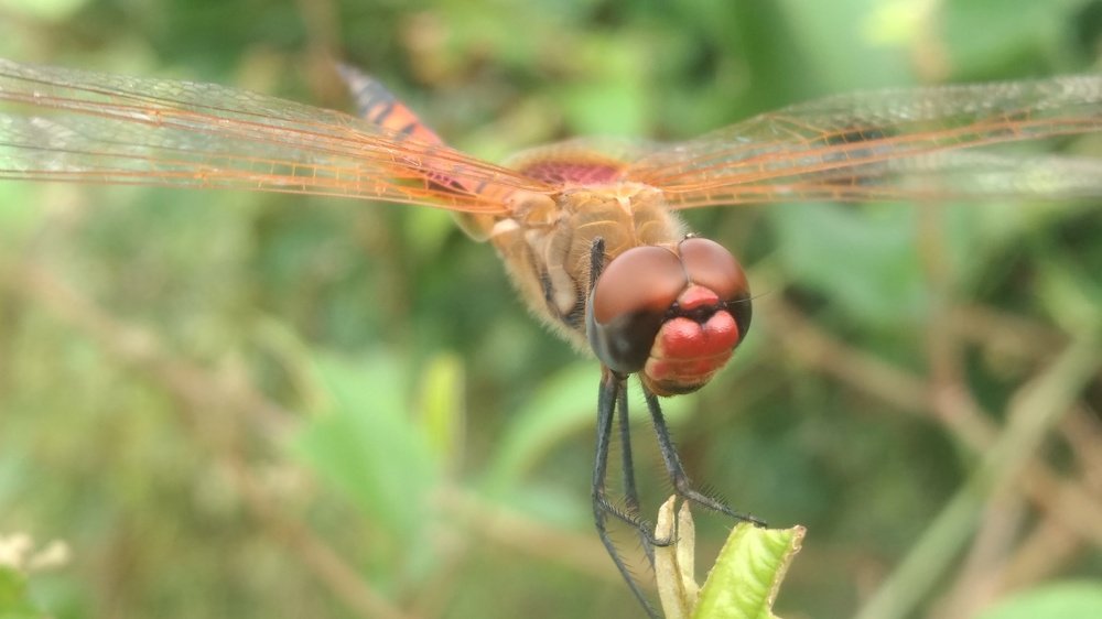 Micro Photography