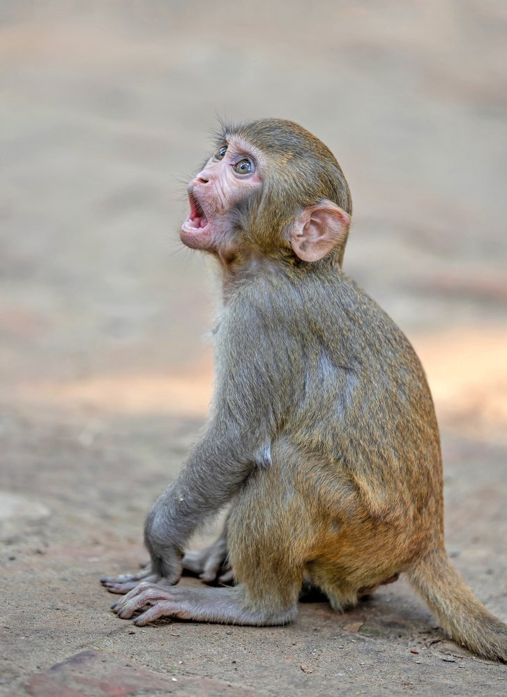 Surprised the junior Monkey