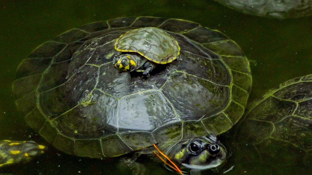 Photograph by Jose Carlos Villanueva Alonso