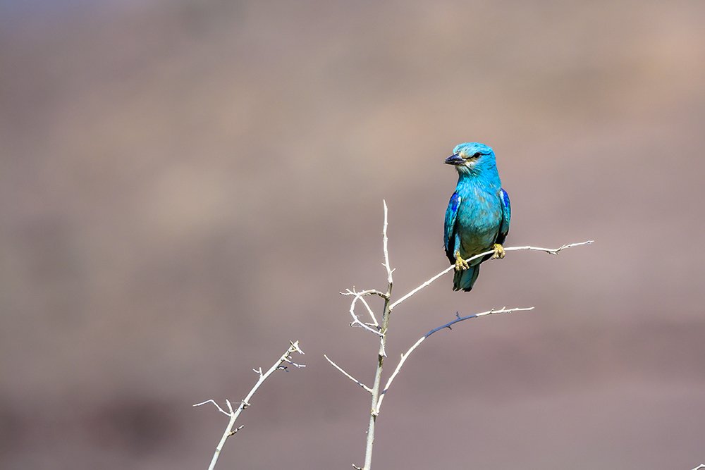 Фотография автора Majid Varasteh