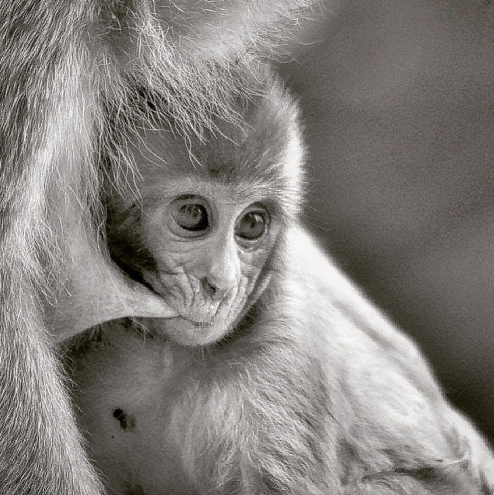 Baby monkey