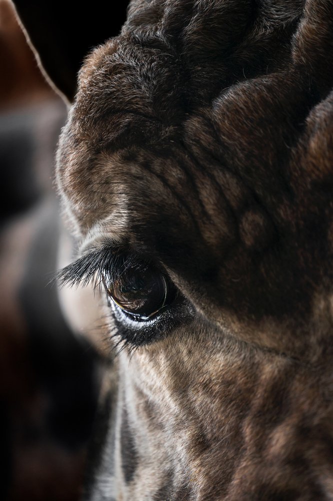 Photograph by Anna Grieta Freimane