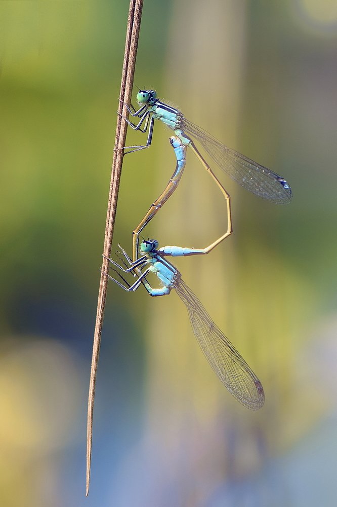 'Утренний танец любви'