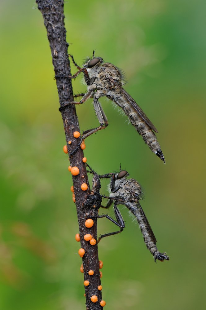 Сладкая парочка.