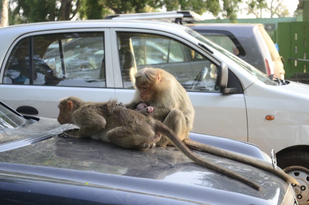 Фотография автора DEBASISH NAG