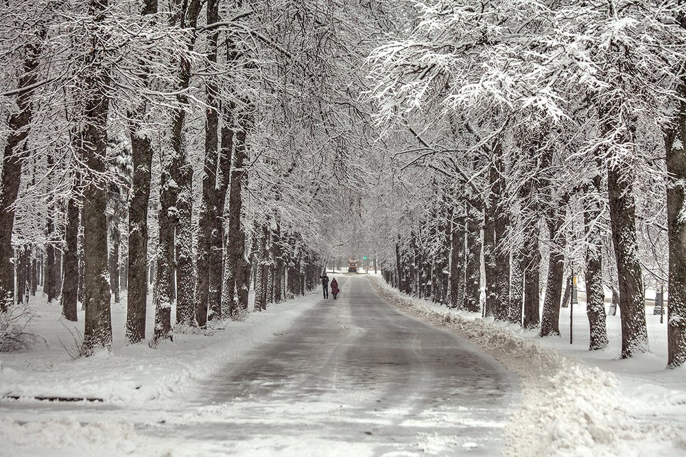 Снежный день (3)