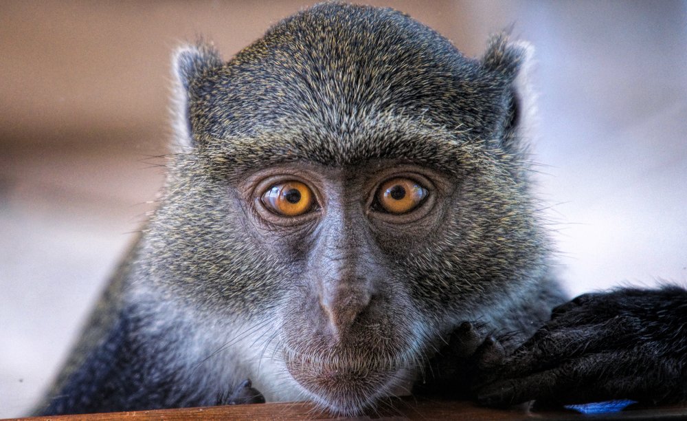 Фотография автора Eduardo Teixeira de Sousa