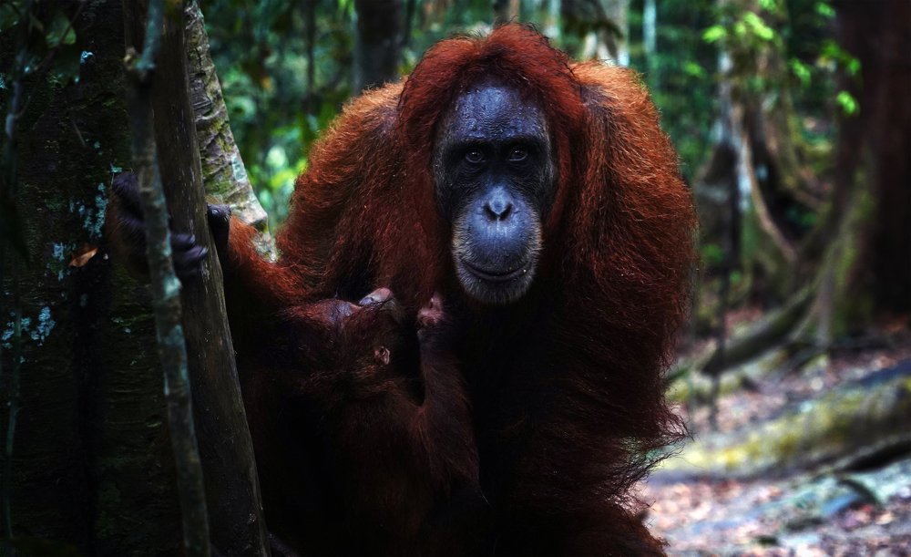 Фотография автора Eduardo Teixeira de Sousa