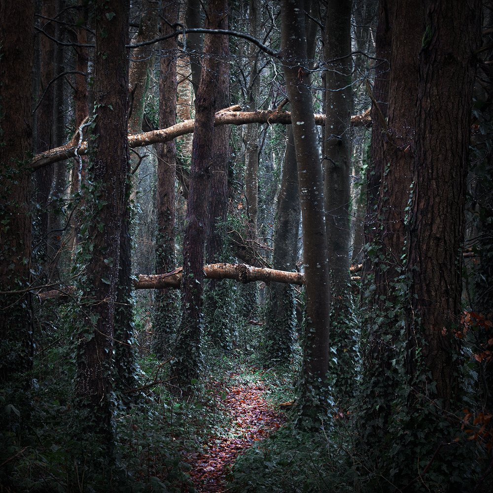 Photograph by Дмитрий Симбаев