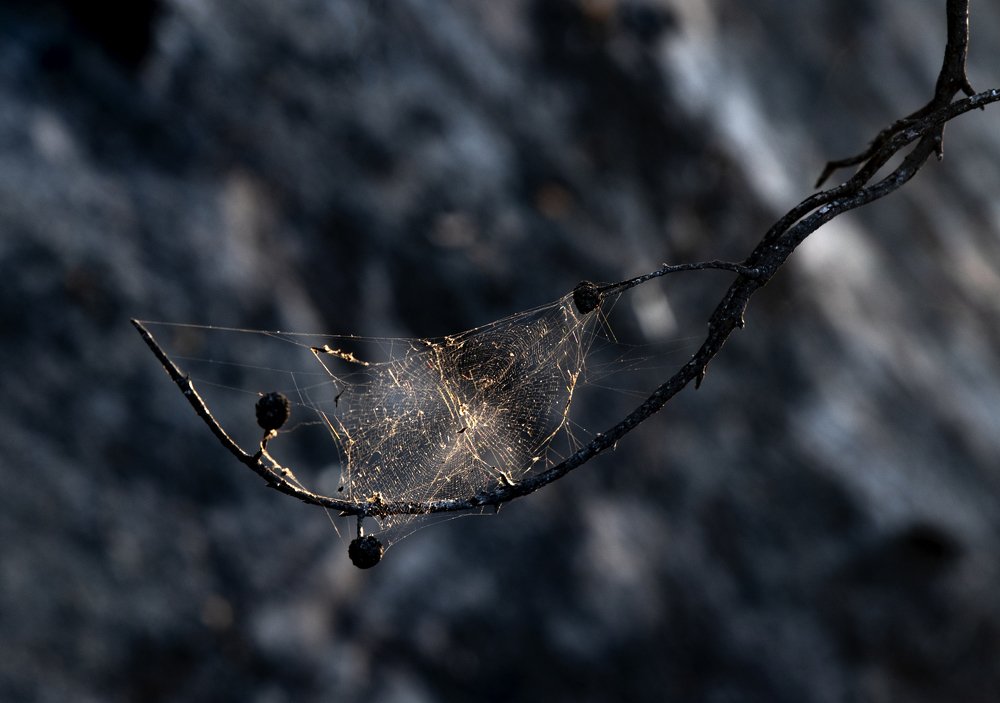 Photograph by Elena Diener