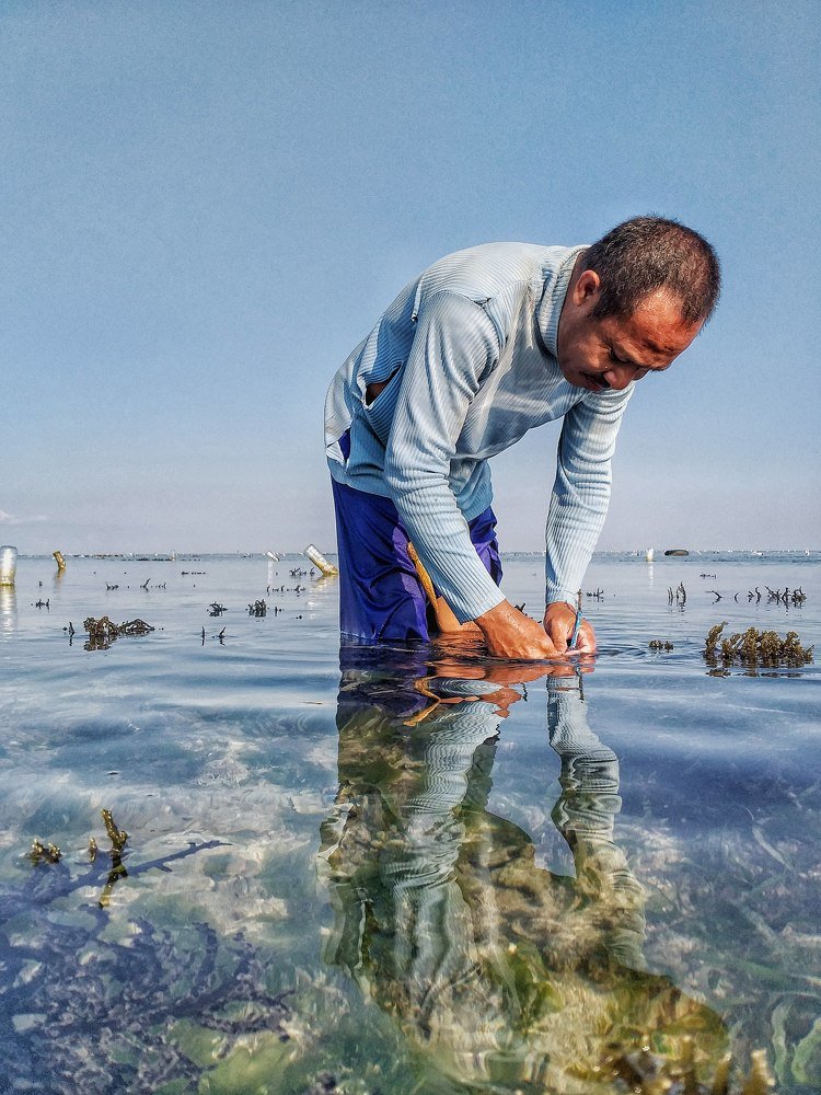 Seaweed farmers