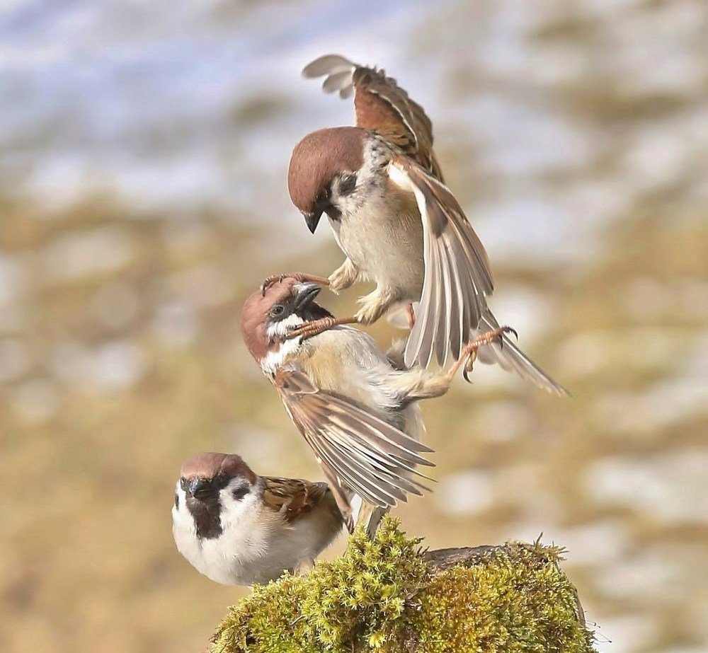 весенние страсти