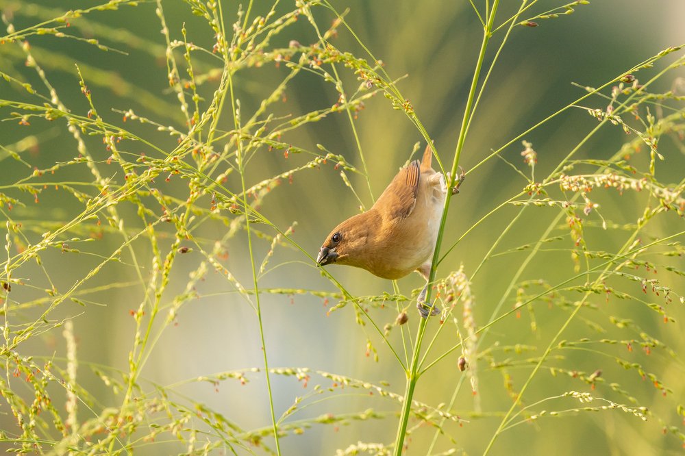 Фотография автора Thivanka Ilanperuma