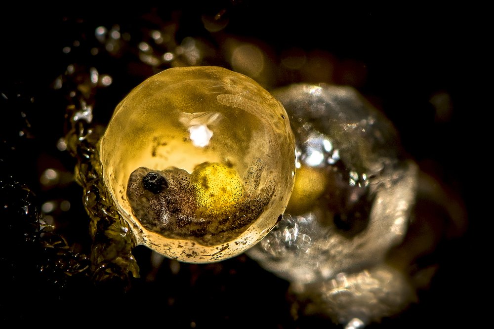 Bigining of life in droplet