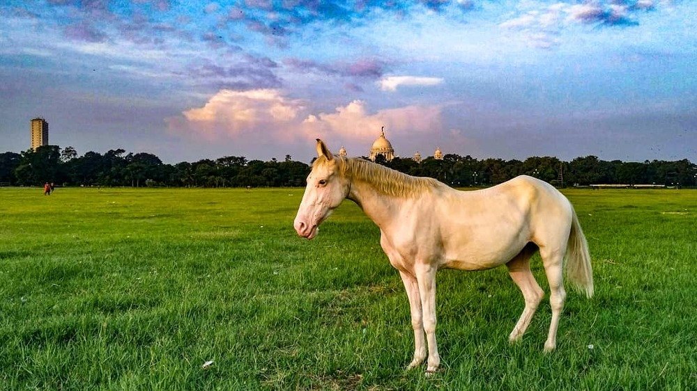 Photograph by Joydeep Ray